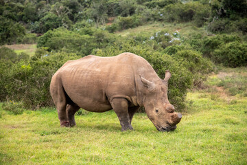 Obraz premium African rhinoceros walking through the savanna, South Africa