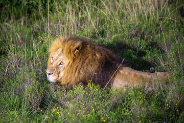 Lion resting in tall grass at night under the African sky, South Africa