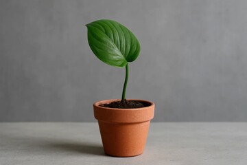 A New Leaf Emerges in a Terracotta Pot on a Textured Gray Surface