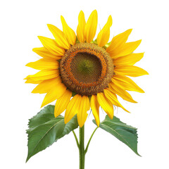 Obraz premium Blooming sunflower, field background, summer, nature, floral design