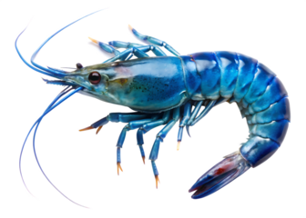 Blue shrimp is shown in a isolated on white background PNG.AI Generated.