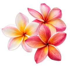 Fototapeta premium Three beautiful pink and yellow plumeria flowers isolated on transparent background
