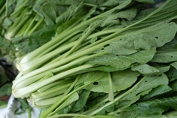 Organic mustard greens with fresh green leaves, perfect for cooking, healthy diet, vegetable markets, and natural food recipes.