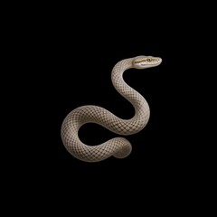 Fototapeta premium Snake curled on a black background in soft light