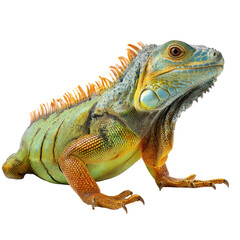 Fototapeta premium Vibrant iguana in profile
