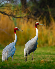 Sarus crane family with sub-adult chick at Keoladeo Ghana National Park, Bharatpur, India. Wetland birds, wildlife, nature, bird sanctuary, endangered species, birdwatching paradise.