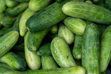 Fresh green cucumbers stacked together, perfect for healthy diet, salad ingredients, vegetable market, and organic food.