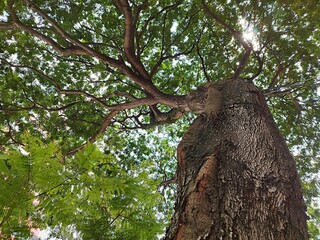 A large tree. The photograph appears to be taken from a low angle, looking upwards the canopy, highlighting the texture of the bark and the branching structure against the sky