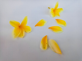 Yellow plumeria flower with loose petals isolated on white, representing purity, tropical nature, and serene spa aesthetics.