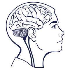 Stylized line art illustration of a human head profile revealing the intricate details of the brain and cerebellum