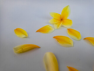 Yellow plumeria flower with loose petals isolated on white, representing purity, tropical nature, and serene spa aesthetics.