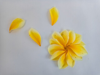 Yellow plumeria flower with loose petals isolated on white, representing purity, tropical nature, and serene spa aesthetics.