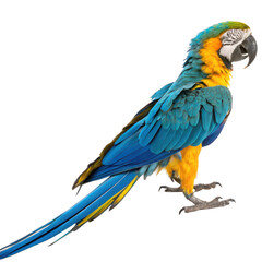 Fototapeta premium Blue and yellow macaw parrot standing on a black surface isolated on transparent background