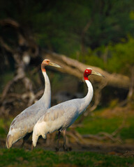 Sarus crane family with sub-adult chick at Keoladeo Ghana National Park, Bharatpur, India. Wetland birds, wildlife, nature, bird sanctuary, endangered species, birdwatching paradise.