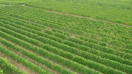 Rows of Green Grapevines for White Wine Production