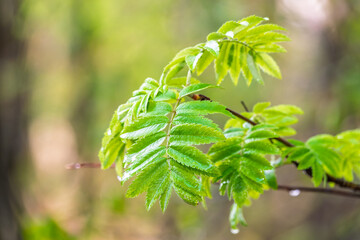 Nature of green leaf in garden at summer. Natural green leaves plants using as spring background cover page environment ecology