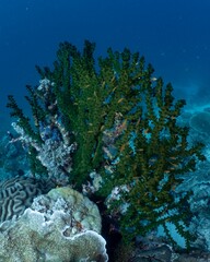 Vibrant sea fans sway gently in a tropical coral reef ecosystem.