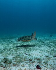 Green sea turtle gracefully swims over a sandy seabed.