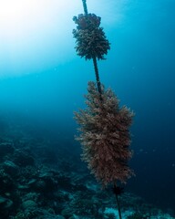 Coral growth clings to a submerged rope in the ocean.