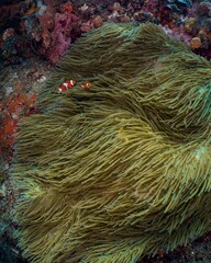 A clownfish finds shelter within a vibrant sea anemone.
