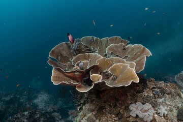Large coral formation thrives on a vibrant underwater reef.