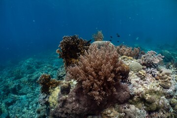 Vibrant coral reef teeming with marine life in a tropical ocean.