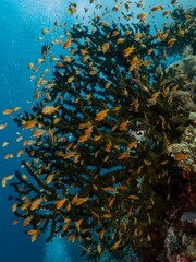 Vibrant coral reef teeming with colorful fish in a tropical ocean.