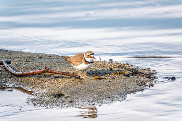 Little ringed plover (Charadrius dubius), bird standing on the lake shore