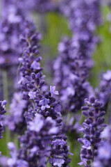 A close-up captures the delicate beauty of lavender blossoms in full bloom, showcasing their vibrant purple hues