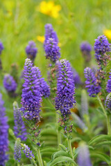A close-up view displays vibrant purple flowers, their intricate details enhanced by a soft, natural light, against green foliage.