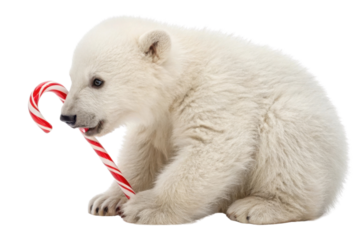 Playful polar bear cub enjoys festive candy cane, embodying joy of Christmas with its fluffy white fur and curious expression