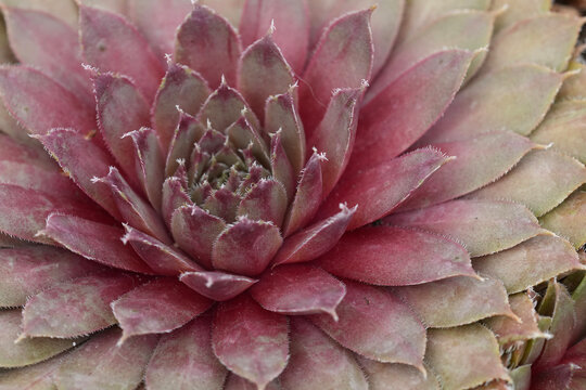 Close-up of a succulent with pointed leaves in shades of pink and green forming a rosette shape and intriguing texture.