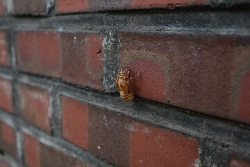 Cicada Exoskeleton on Brick Wall