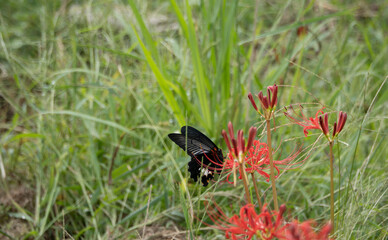 田んぼに咲く彼岸花と舞うアゲハ蝶