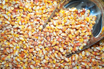 Fresh Corn Kernels. A close-up shot of a pile of raw, dry corn kernels being scooped. Perfect for animal feed or human consumption.