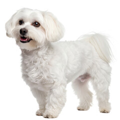 Obraz premium Cute white bichon frise dog standing and looking forward isolated on transparent background