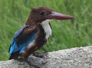 Kingfisher with Brown Head and Blue Wings Perched on Rock with Green Background