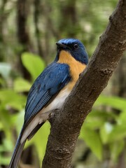 Indigo Flycatcher Perched on a Branch with Green Leaves in the Background