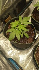 Junge Cannabispflanze im Topf mit frischer Erde, gesundes Wachstum im Indoor-Bereich, kräftige grüne Blätter.