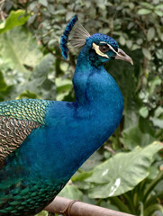 Fototapeta premium Peacock with vibrant blue plumage perched in a lush green garden setting, showcasing its beauty and elegance.