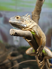 Iguana Portrait on a Branch, Close-Up of Scales and Spikes in Natural Habitat
