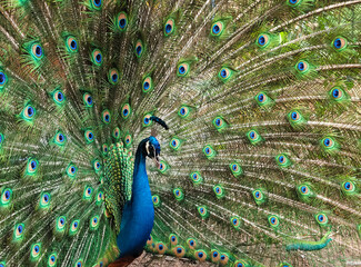 Naklejka premium Peacock Displaying its Plumage, a Vibrant Symphony of Feathers and Colors in a Natural Setting