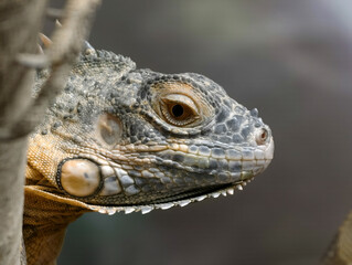 Detailed iguana headshot showcasing intricate scales and textures in natural light, perfect for wildlife or reptile-themed projects.