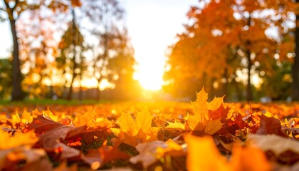 Autumn leaves blanket the ground at sunset.