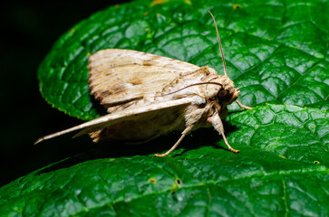 moth on leaf