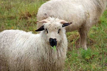 Je me régale de ce brin d herbe