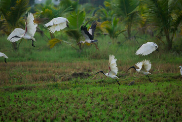 African sacred Ibis flocking farm land 