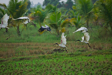 African sacred Ibis flocking farm land 