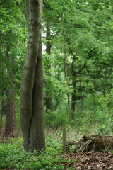 two Trees in Love