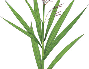 Obraz premium green grass isolated on white background png image